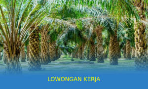Info Lowongan Kerja Perkebunan Kelapa Sawit