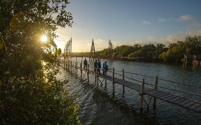Hutan Mangrove Kulon Progo, Wisata yang Banyak Bambunya 5 Hutan Mangrove Kulon Progo