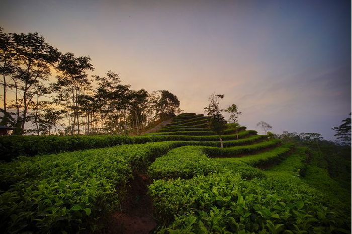 Pesona Wisata Jogja 