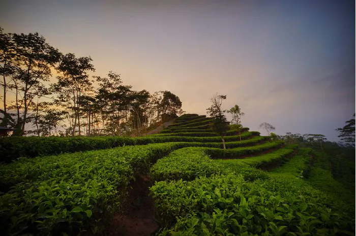 Pesona Wisata Jogja 