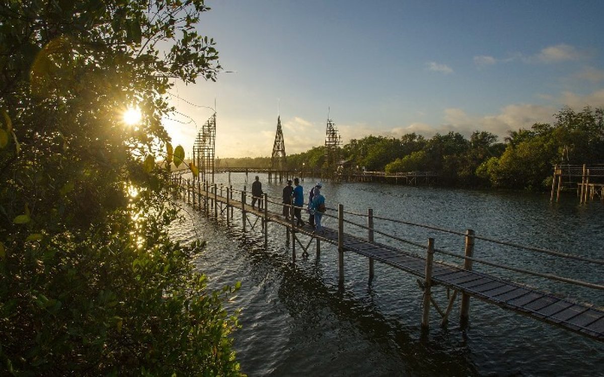 Hutan Mangrove Kulon Progo