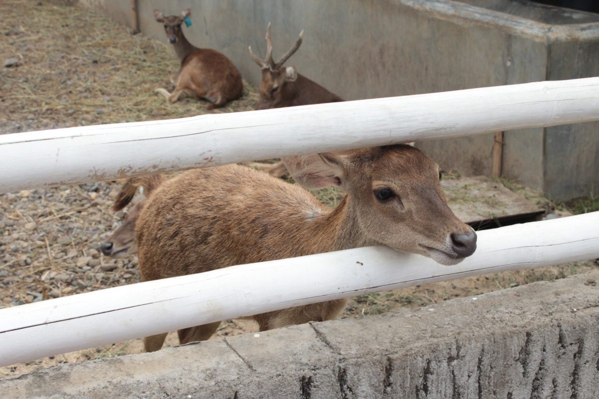 Wisata Kawasan Semarang