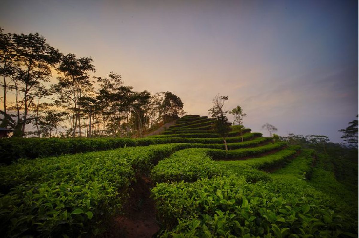 kebun teh